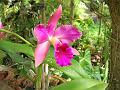 Cattleya Orchid